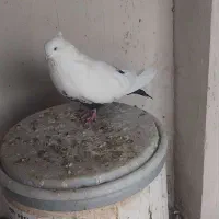 کفتر دمبی ماده