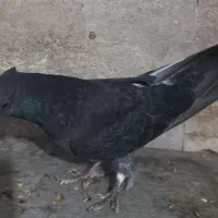 کبوتر پرشی|پرنده|تهران, امام زاده عبدالله|دیوار