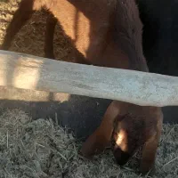 کولار وبزجوان|حیوانات مزرعه|مرودشت, ده بید|دیوار