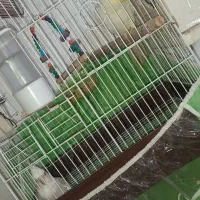 عروس هلندی|پرنده|نیمروز, |دیوار