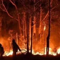 جنگل هیرکانی