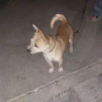 فروش یه سگ پاه کوتاه