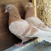 کبوتر زرد