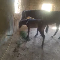 باسلام اسب مادیون یورقه فروشی