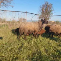 قوچ|حیوانات مزرعه|نکا, |دیوار