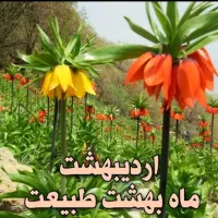 دشت لاله های واژگون گوهرنگ ۱۸ اردیبهشت