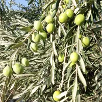 زیتون شکسته وکنسروی به قیمت کشاورز