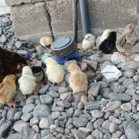 مرغ با جوجه|حیوانات مزرعه|جیرفت, |دیوار