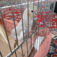 عروس هلندی