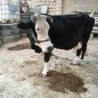 گاو خانگی سرحال|حیوانات مزرعه|باوی, |دیوار