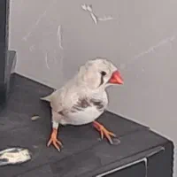 معاوضه فنچ|پرنده|شاهرود, |دیوار