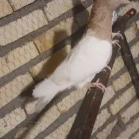 کفتر رنگه پرشی|پرنده|تربت‌حیدریه, کاشانی|دیوار