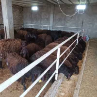 فروش  دامداری صنعتی گوسفند داشتی 200راسی