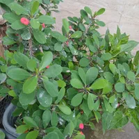 انواع گل‌های آپارتمان و ویلایی|گل و گیاه طبیعی|رشت, عینک|دیوار