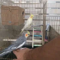 عروس هلندی و مرغ عشق|پرنده|چرداول, |دیوار