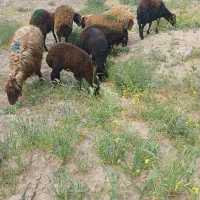 میش بره دار