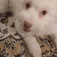 میکس اشپیز شیتزو