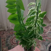 تعدادی گل خانگی در سه مدل