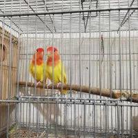 کوتوله اوپال زرد سر سرخ