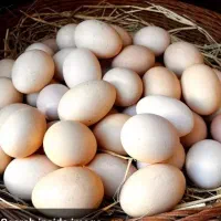 تخم مرغ محلی نطفه دار و خوراکی
