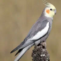 عروس هلندی گمشده در حکیم شیرازی