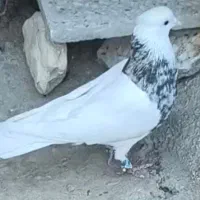 توضیحات بخون بعد پیام بده