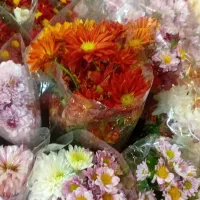 گل داودی|گل و گیاه طبیعی|مشهد, امیر|دیوار