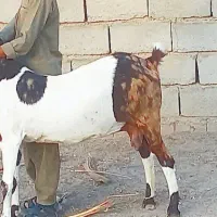بز پاکستانی لنگه ۴قلو بازدید ریگان الکی مزاحم نشه