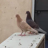 جوجه شمرونی