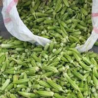 فروش بامیه و لوبیا سبز چیدن روز