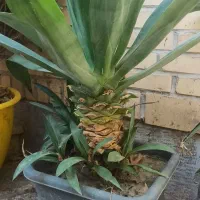 گل اگاو لاله ای بزرگ