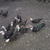 تخم اسرائیلی