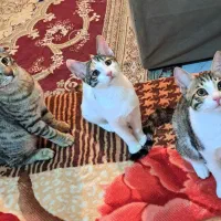 واگذاری رایگانDSHگربه خانگی به سرپرست با مسولیت