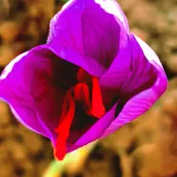 فروش فیش حج تمتع امسال|تور و چارتر|سلیمان, |دیوار