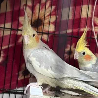 عروس نر و ماده|پرنده|بهبهان, |دیوار