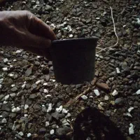 گلدان پلاستیکی