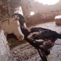 جوجه خروس لاری