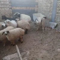 میش بز بره‌ قوچ