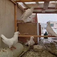 کبوتر|پرنده|کرج, مهرویلا جنوبی|دیوار