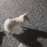 پامر روباهی