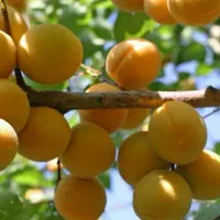 تولید بیش از یک میلیون نهال زردآلو قیسی