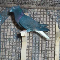 کفتر زاغ دنب سفید نر