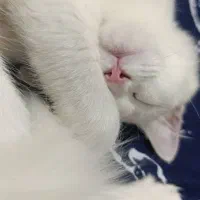 گربه خانگی|گربه|اهواز, حصیرآباد|دیوار