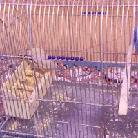 فنج|پرنده|اسلام‌‌آباد غرب, |دیوار