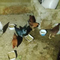 مرغ غاز