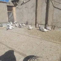 سرور نر  ماده  جفت همه مدل سرور داره|پرنده|پائین جام, |دیوار