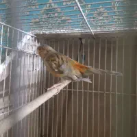 قناری نر سرخ مست|پرنده|تربت‌حیدریه, کوی شهید احمدزاده ملکی|دیوار