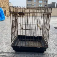 قفس پرنده سالم