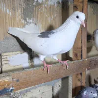 نیستم|پرنده|قشم, |دیوار