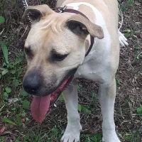 واگذاری سگ|سگ|آبادان, |دیوار